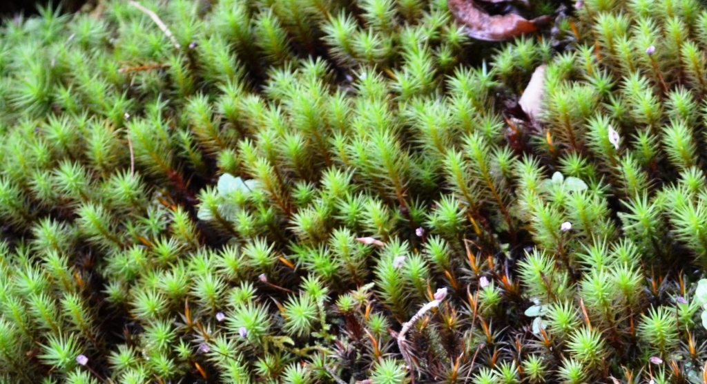 苔の種類と育て方 金森宏司のホームページ